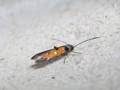 Chrysoclista linneella