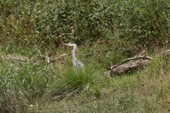 Ardea cinerea