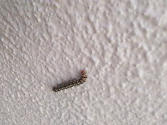 Lepidoptera