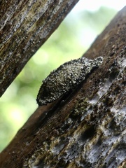 Dahlica triquetrella