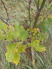 Tordylieae