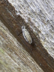 Dahlica triquetrella