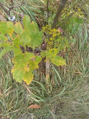 Tordylieae