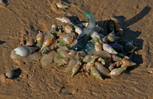 photo of Portuguese Man O' War (Physalia physalis)