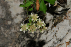 Potentilla caulescens