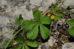 Potentilla caulescens