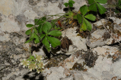 Potentilla caulescens