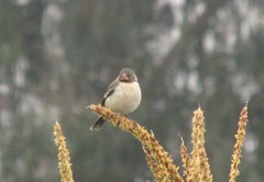 Sporophila telasco