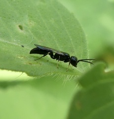 Passaloecus