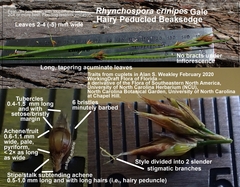 Rhynchospora crinipes