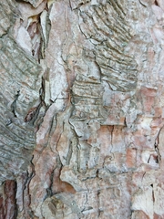 Erechthias fulguritella