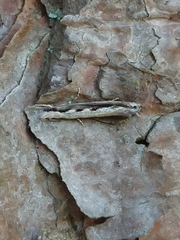 Erechthias fulguritella