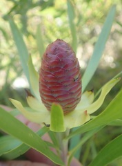 Leucadendron eucalyptifolium