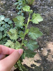 Malva pusilla