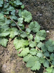 Malva pusilla
