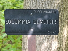 Eucommia