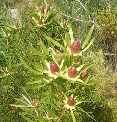 Leucadendron eucalyptifolium