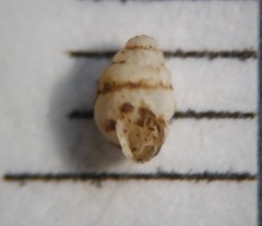 Gastrocopta contracta