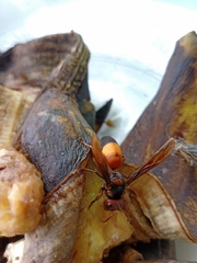 Vespa affinis