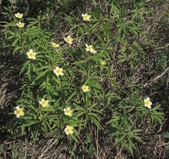 Anemonoides uralensis