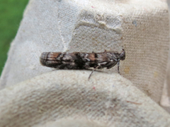 Ortholepis pasadamia
