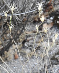 Sabulina tenuifolia