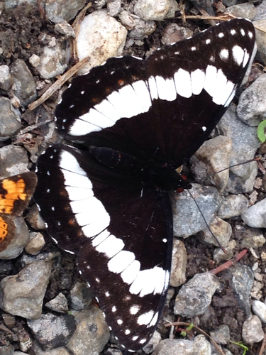 Weidemeyer's Admiral
