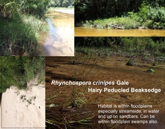 Rhynchospora crinipes