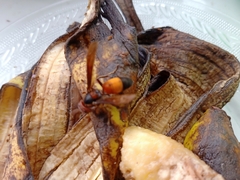 Vespa affinis