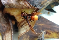 Vespa affinis