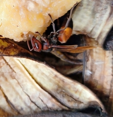 Vespa affinis