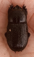 Phileurus