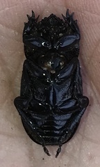Phileurus