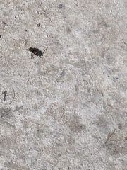 Pseudomethoca propinqua