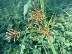Cyperus esculentus leptostachyus