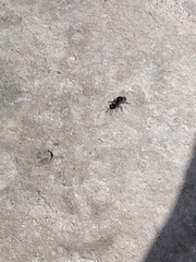 Pseudomethoca propinqua