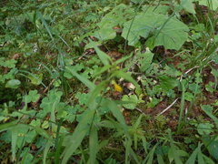 Melampyrum sylvaticum