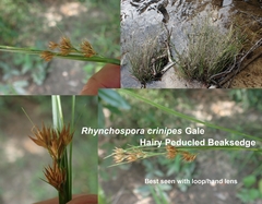 Rhynchospora crinipes image