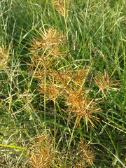 Cyperus esculentus leptostachyus