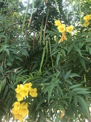 Tecoma stans