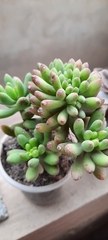 Sedum pachyphyllum