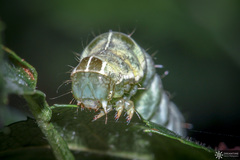 Melanchra persicariae