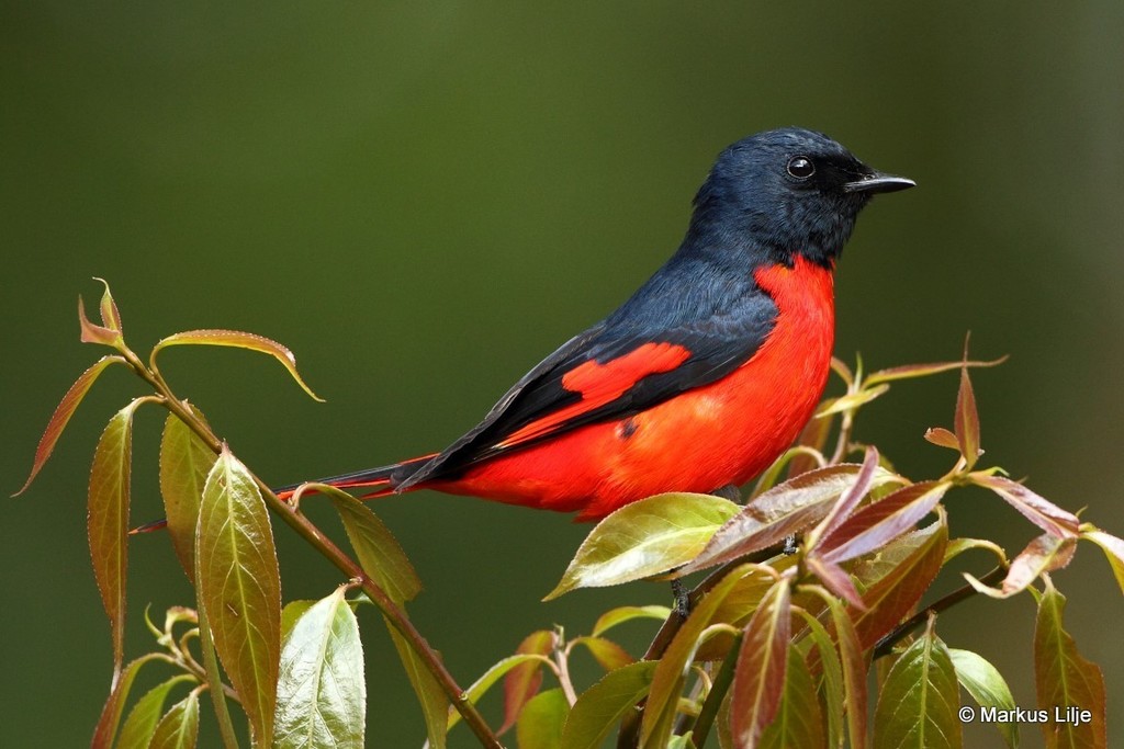 Short-billed Minivet photo