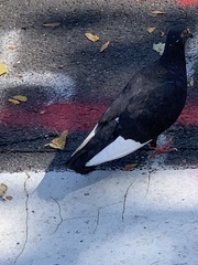 Columba livia domestica