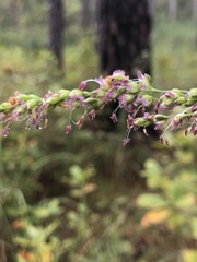 Anthenantia rufa