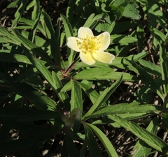 Anemonoides uralensis