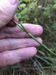 Anthenantia rufa