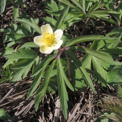 Anemonoides uralensis