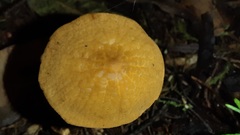 Marasmius cladophyllus