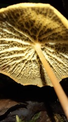 Marasmius cladophyllus